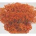 BLOOMS BROOM Orange-